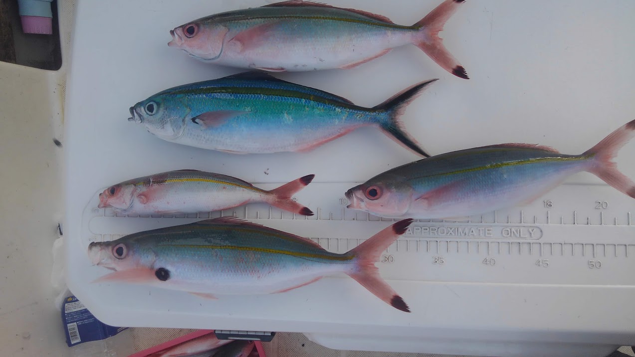 【沖縄の釣り】初心者におすすめ!楽しいグルクン釣り! - はんぶん漁師ブログ